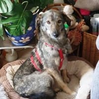 Molina ist eine bezaubernde Hündin!, Hündin zur Adoption