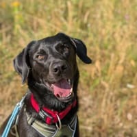 Harley sucht sein zu Hause, Hund zur Adoption