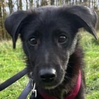 CHICO-wunderschöner Jung-Rüde, 38cm(w), Hund zur Adoption