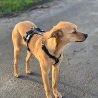 Runa - kluge Hündin sucht Kuschelmensch, Hündin zur Adoption