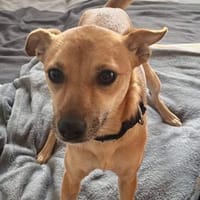 Gina, Hündin zur Adoption