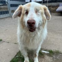 ALIKI - sieht die Welt mit ihrem Herzen, Hündin zur Adoption