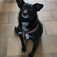 Agnes alias Nessy mag Katz, Hund, 🧒🏻, Hündin zur Adoption
