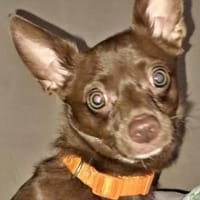 CHOCO-lieber und verschmuster Begleiter!, Hund zur Adoption