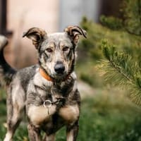 Wunderbare Maya sucht ihre Menschen, Hündin zur Adoption