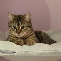 Mercy sucht ein liebevolles Zuhause, Katze zur Adoption