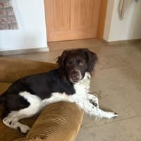 🧡 Lotti - zur Pflege in Deutschland, Hündin zur Adoption