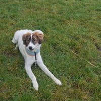 Zelda - Entdeckerin sucht Abenteurer, Hündin zur Adoption