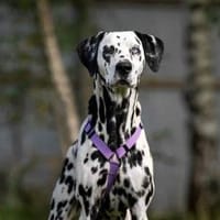 Freundliche Gloria sucht ihre Menschen, Hündin zur Adoption