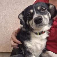 💛 Happy  kleiner Dackelmix mit großem, Hund zur Adoption