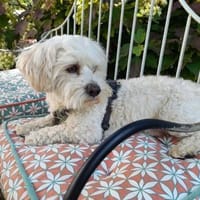 Biri - zur Pflege in Deutschland, Hund zur Adoption