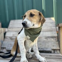 Ozzy - Lieber, junger Rüde sucht Zuhause, Hund zur Adoption