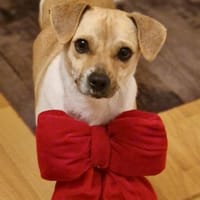 Leo, verspielt, verschmust, offen, Hund zur Adoption