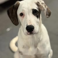 SCHUBI - eine Hündin zum Verlieben, Hündin zur Adoption