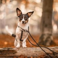 Snoopy ist ein verschmustes Zwergerl, Hund zur Adoption