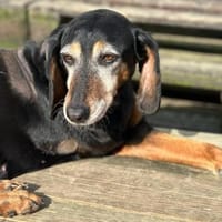 VALENTINA - Hunde-Omi hofft auf Chance, Hündin zur Adoption