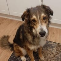 Verschmuster Vanya sucht seine Menschen, Hund zur Adoption