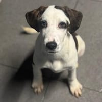 HECTOR - fröhlicher Welpe sucht Heim, Hund zur Adoption