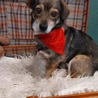 Layla 30 cm (Pflegestelle), Hündin zur Adoption