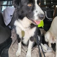 ARKANI - konsequent geführt klappt alles, Hund zur Adoption