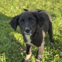 Debbie - Tolle Junghündin auf PS, Hündin zur Adoption