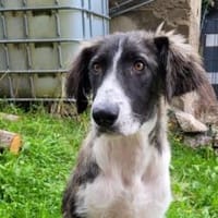 Amaris ist bereit für ein neues Leben, Hündin zur Adoption