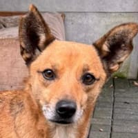 AXEL-menschen bezogener Rüde, 48 cm, Hund zur Adoption