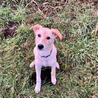 Nicki-neugierig, verspielt und zuckersüß, Hündin zur Adoption