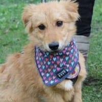 Neelo wartet schon auf dich, Hund zur Adoption