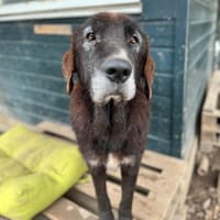 THEO - wo bleibt sein Happy End?, Hund zur Adoption