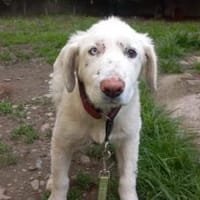 Kämpferherz Sommersprosse, Hund zur Adoption