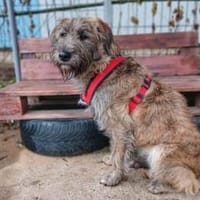 Margrit sucht ein ruhiges Plätzchen, Hündin zur Adoption