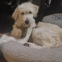 Filia 60 cm (Pflegestelle), Hündin zur Adoption