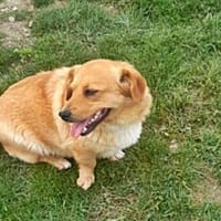 Daisy, auf Pflege in München, Hündin zur Adoption