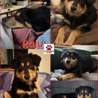 Raju Mischling Rüde Traumhund verschmust, Hund zur Adoption