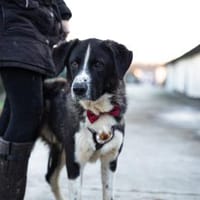 Der liebe Tobbi hat einen Wunsch, Hund zur Adoption