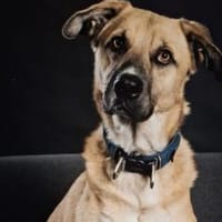 Gibst du Max eine Chance?, Hund zur Adoption