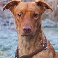 PUCKY-ANMUTIGER LEBENSBEGLEITER, Hund zur Adoption