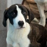 SOULA - möchte in einer Familie ankommen, Hündin zur Adoption