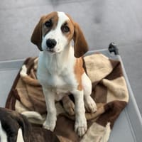 MUFFIN - süße Welpine sucht Heim, Hündin zur Adoption