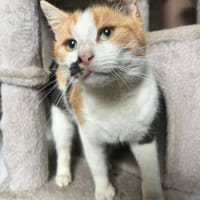 Melly - bunte Kuschelprinzessin, Katze zur Adoption