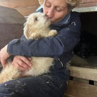 Franky - Wuschel sucht Zuhause, Hund zur Adoption