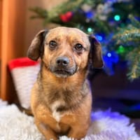 Shorty - unser Sonnenschein sucht Dich, Hund zur Adoption