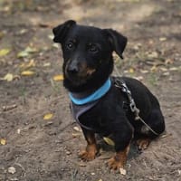 Pimpf hat sein gutes Wesen bewahrt, Hund zur Adoption