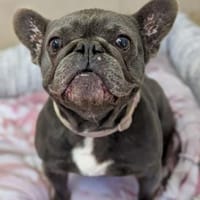 Molly, Hündin zur Adoption