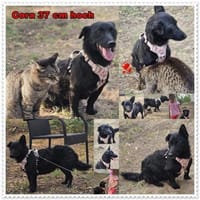 Cora wurde wegen Umzug weiter gereicht, Hündin zur Adoption