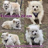 Esmeralda sucht ein geduldiges Zuhause, Hündin zur Adoption