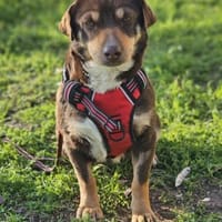 Dotti geht neugierig durchs Leben, Hündin zur Adoption