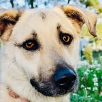 PIPER, chienne à adopter