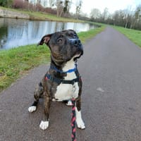 ACHILLE, chien à adopter